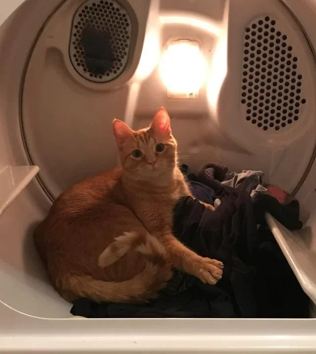 The Cat in Dryer: A Feline Misadventure